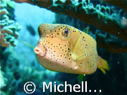 Yellow boxfish with puckering lips @Cina Terjun, Redang ,... by Michelle Choong_khoo 